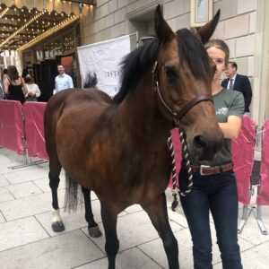 Mystic the Wild Horse at Wild Beauty premiere